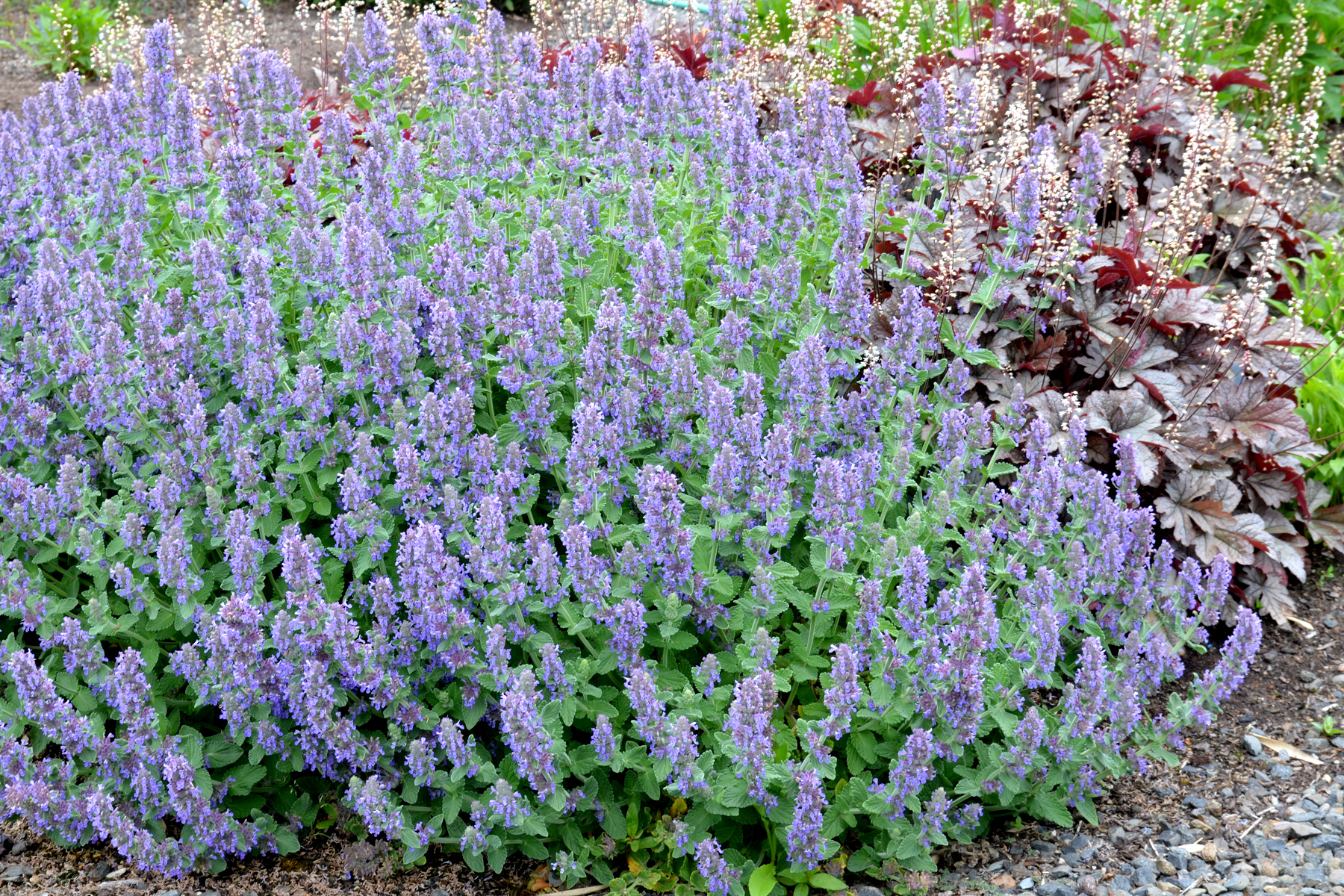 Котовник Фассена (Nepeta faassenii `Six Hills giant`)